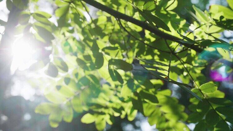 阳光树影 阳光透过树叶