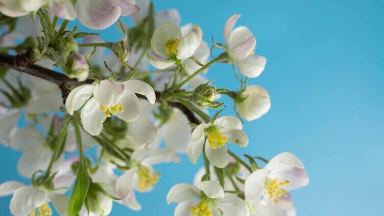 春天梨花开花延时春意盎然花朵绽放