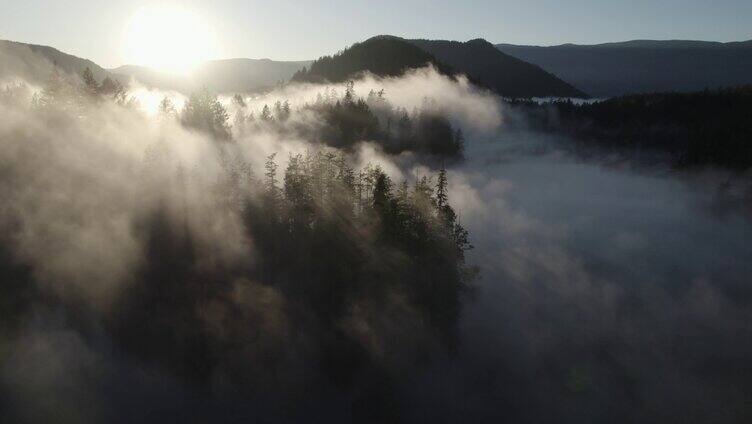 清晨森林云雾迷雾日出丁达尔光线