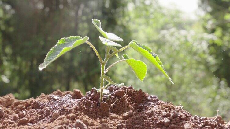 植树节种树 爱护环境 环保