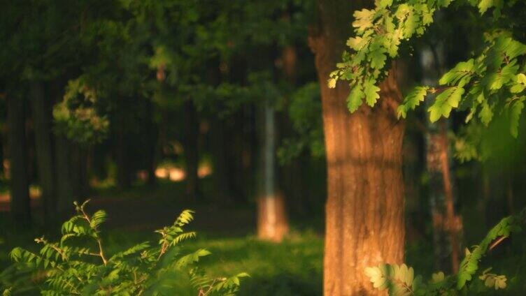 森林公园美景阳光穿过树林树叶花草合集