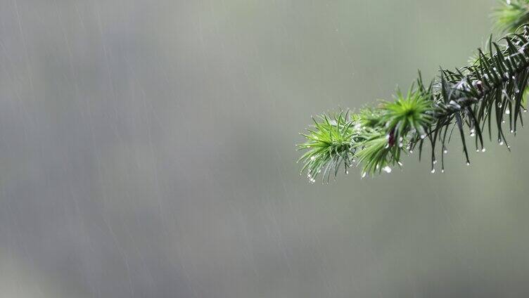 雨滴意境唯美素材