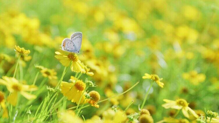 阳光小花蝴蝶蜜蜂温馨唯美