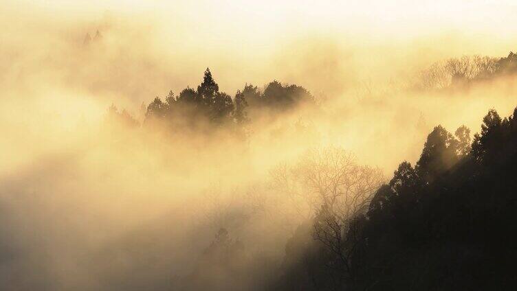 清晨山间迷雾山林云雾气浓雾清新空气