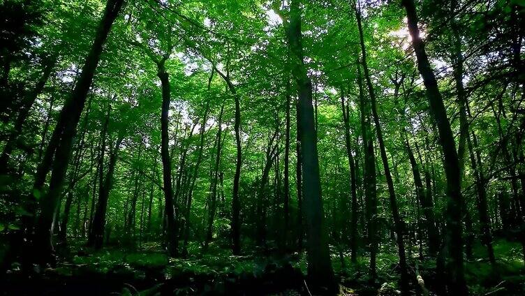 无人机穿越茂密的树林春天翠绿的森林丛林
