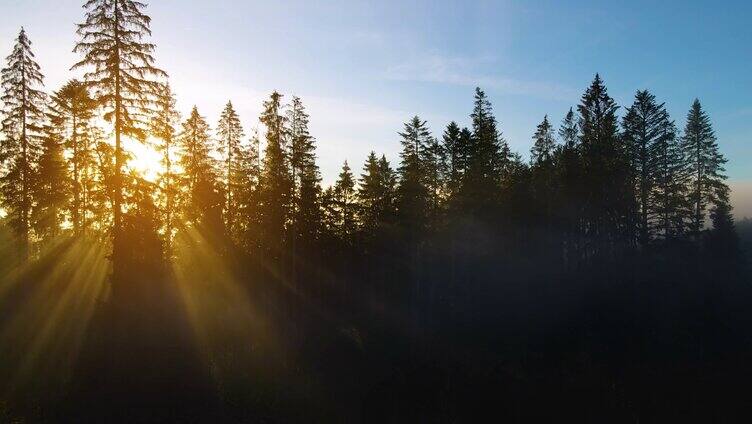 阳光穿过树林丁达尔光晨雾弥漫