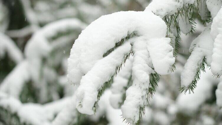雪松雪景雪花飘落大雪中雪天松树上的积雪