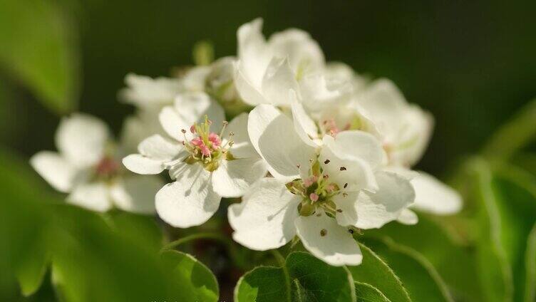 春暖花开梨花梨树花盛开苹果花花蕾花蕊