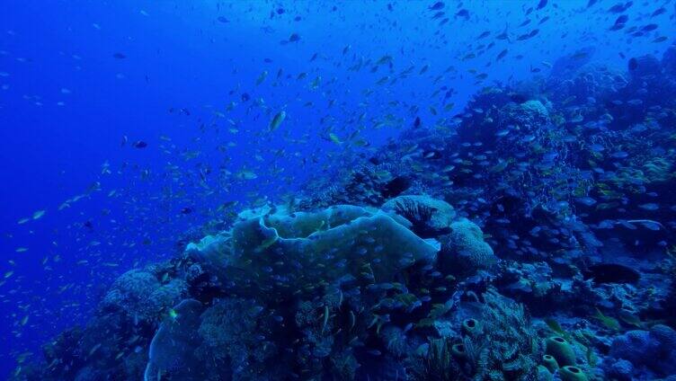 海底世界海龟游泳鱼群大海