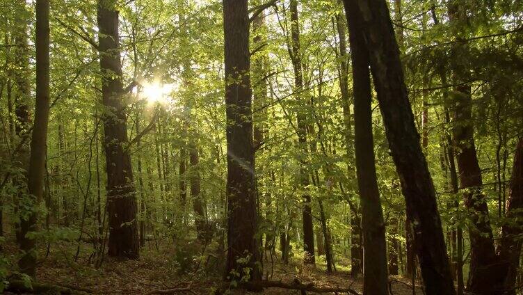 阳光穿过树林森林阳光穿过树叶树枝原始森林