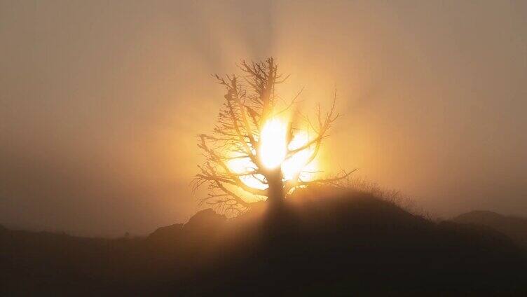 山顶上一棵孤独枯树落日夕阳落幕荒凉