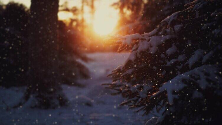 冬季森林下雪天阳光穿过树林雪花飘落