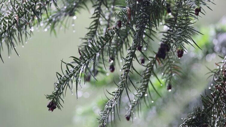 雨滴意境唯美素材