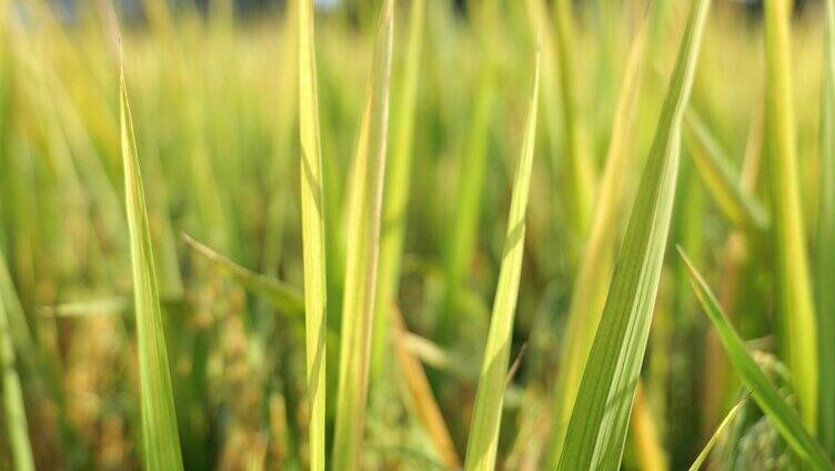 阳光水稻田成熟