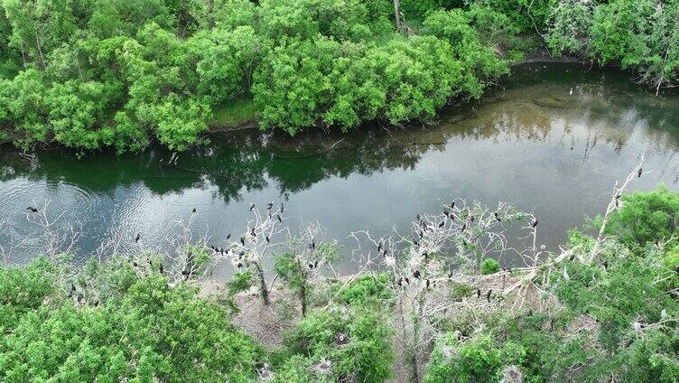 湿地水岸树林水鸟