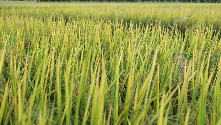 阳光水稻田成熟