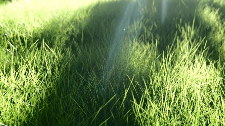 阳光照射草地