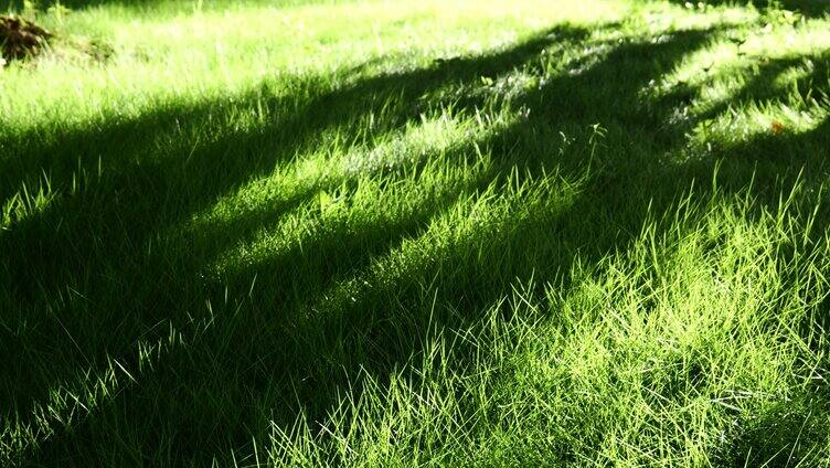 阳光照射草地