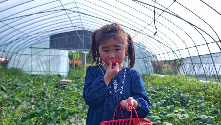 小朋友草莓采摘园