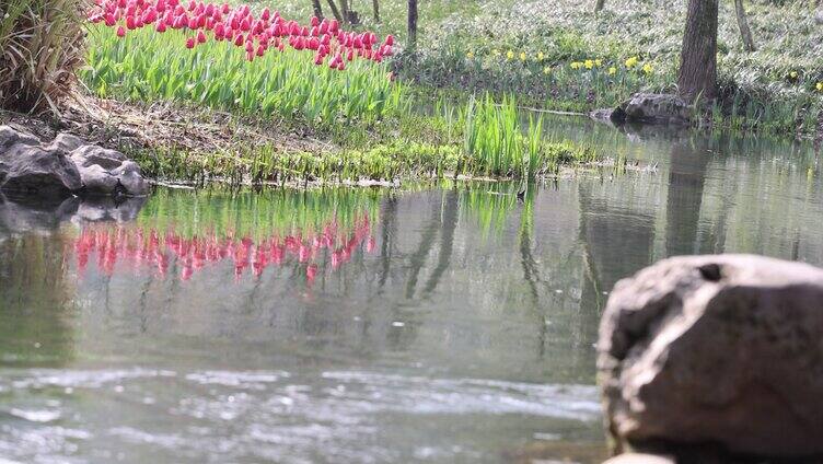 郁金香花丛特写