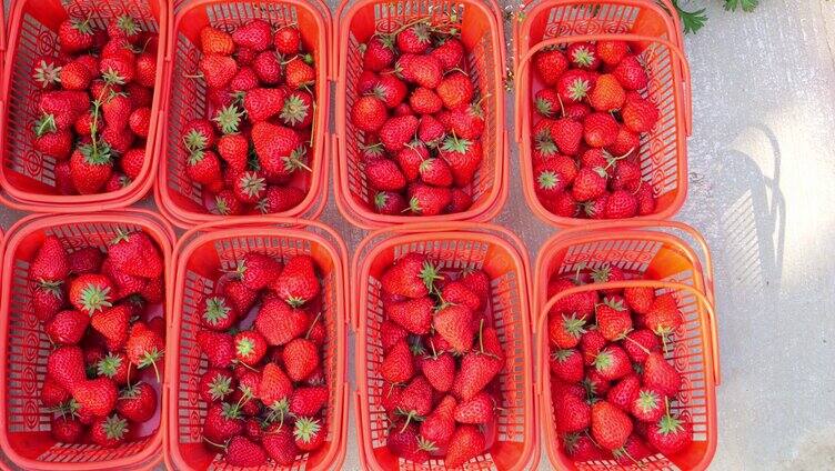 草莓 采摘园采摘