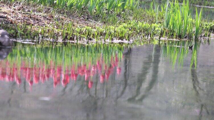 郁金香花丛特写