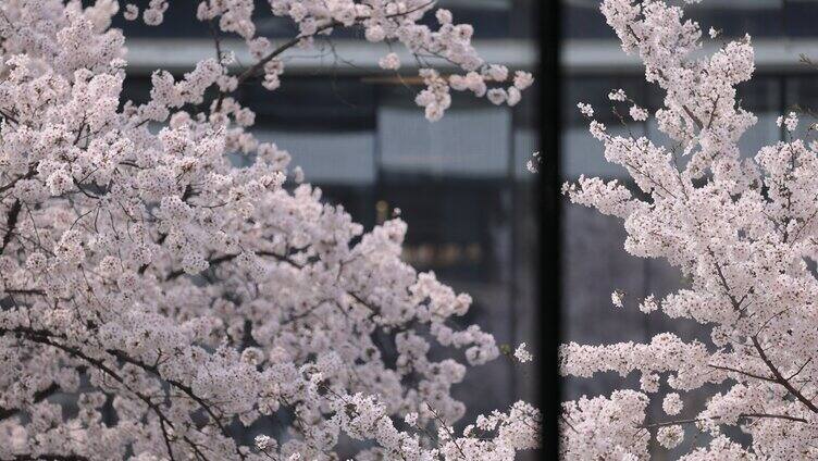 窗外樱花盛开