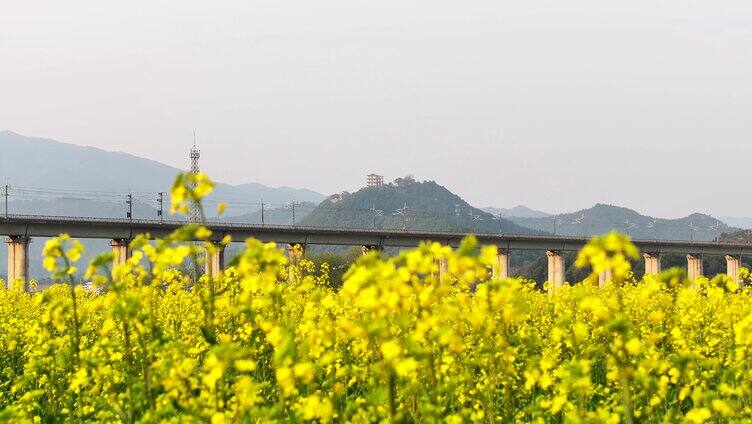 中国高铁驶过油菜花盛开的田野