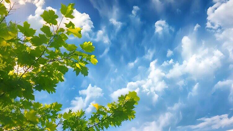 夏天夏日清晨蓝天白云阳光树叶草地空镜