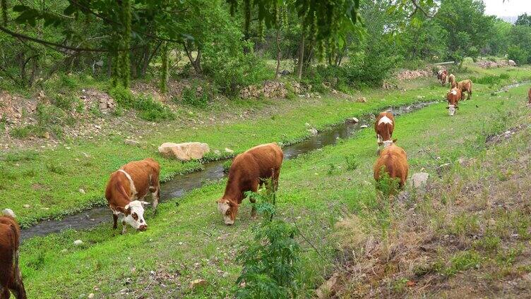 河流中放牛放牧