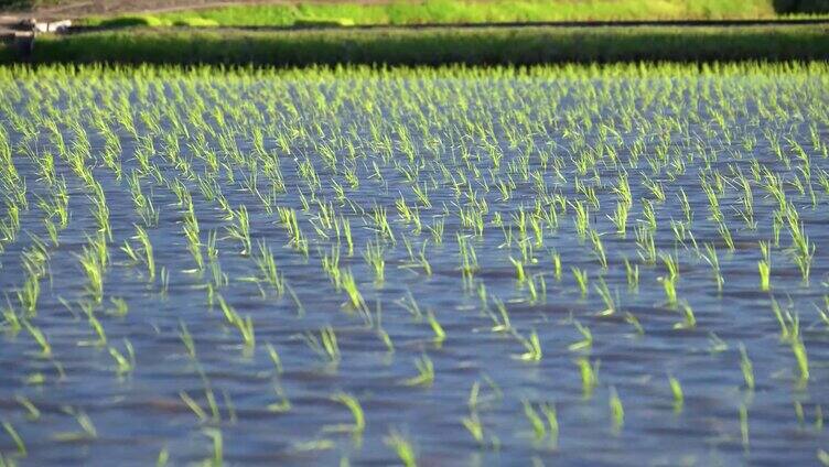 稻田稻苗生长 农业水稻 波光粼粼的水稻田