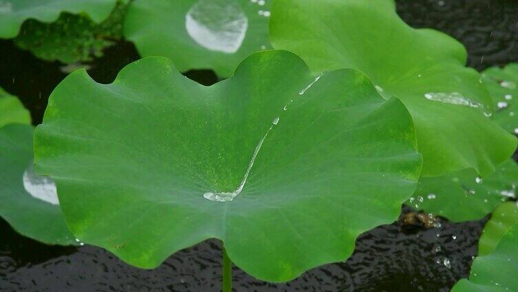 夏天雨水荷花荷叶雨滴雨景