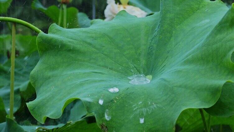 夏天雨水荷花荷叶雨滴雨景