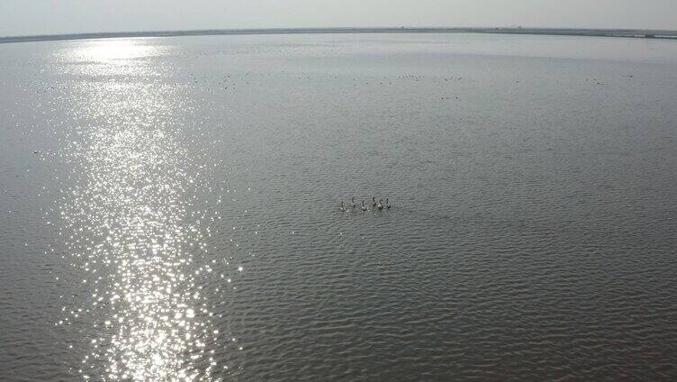 在湖中的鹤航拍