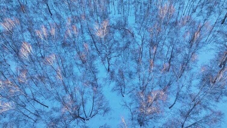 夕阳照耀的雪原白桦林