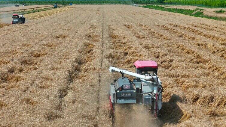 丰收季在希望田野上 夏收冬小麦丰收场景