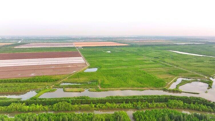 航拍上海崇明岛东滩湿地全景 国家级保护区