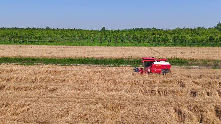 丰收季在希望田野上 夏收冬小麦丰收场景