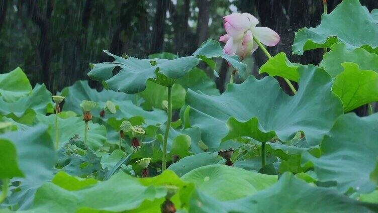 夏天雨水荷花荷叶雨滴雨景