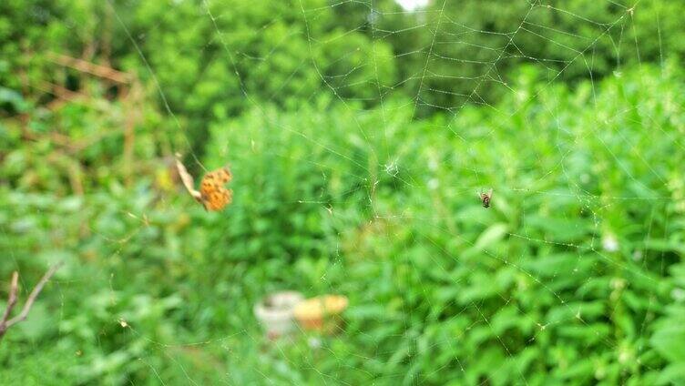 被缠在蜘蛛网上挣扎的昆虫