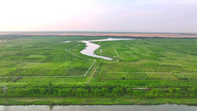 航拍上海崇明岛东滩湿地全景 国家级保护区