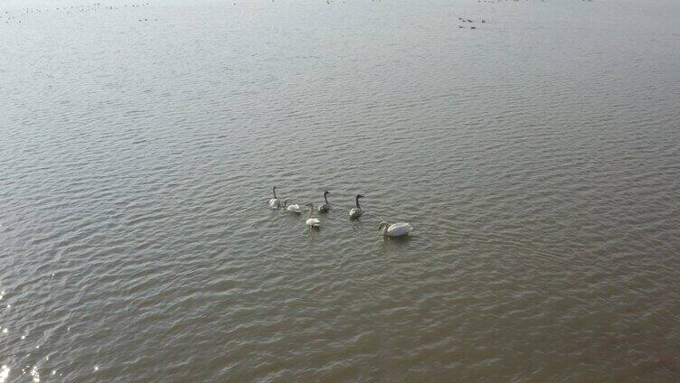 唯美湖中航拍成群天鹅