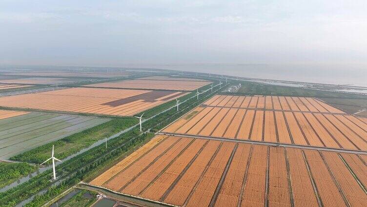 航拍高标准农田  航拍上海崇明岛农场农田