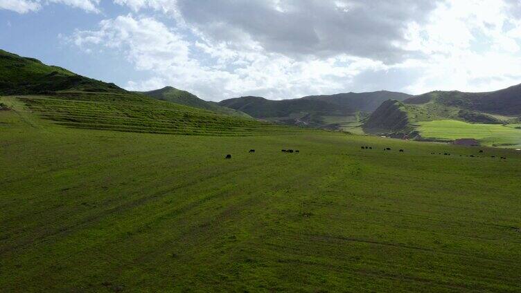 西藏山上吃草的牦牛群