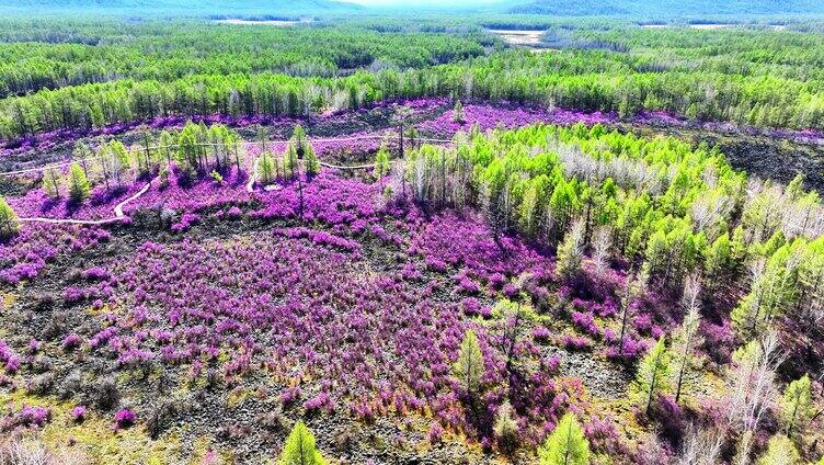 航拍春季火山岩上盛开的杜鹃花