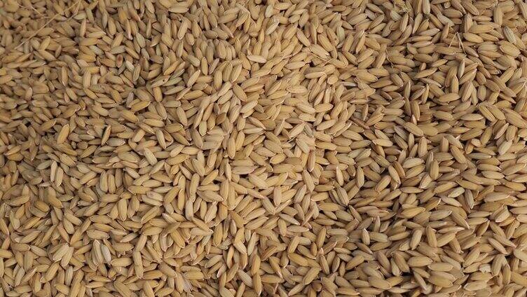 优质水稻丰收 水稻特写