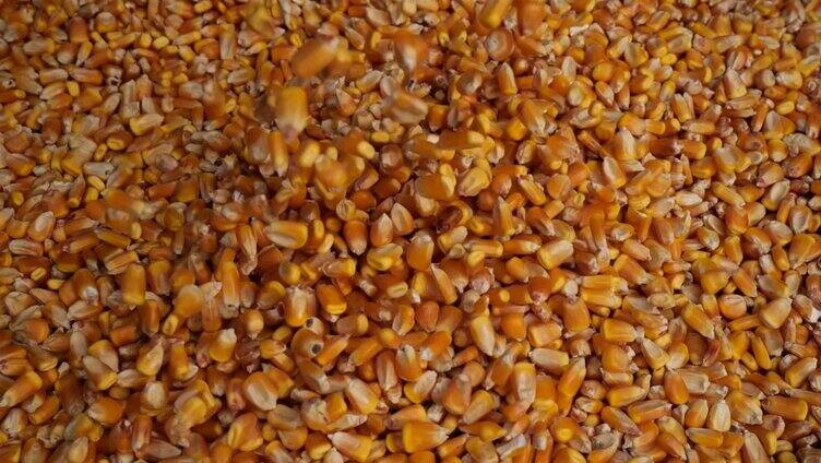 优质玉米粮食玉米粒展示