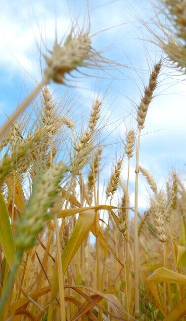 蓝天下麦子成熟