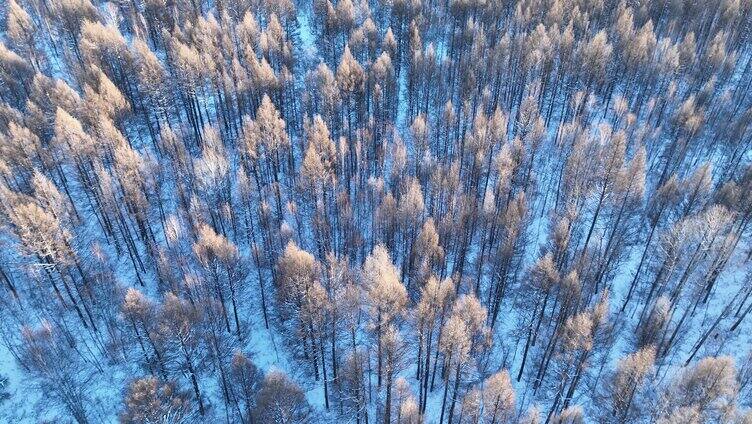 鸟瞰夕阳笼罩下的林海雪原密林