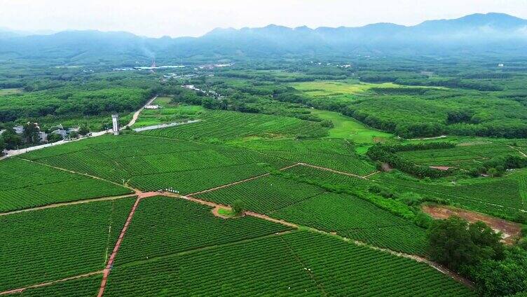 海南白沙茶园小镇的绿茶园 